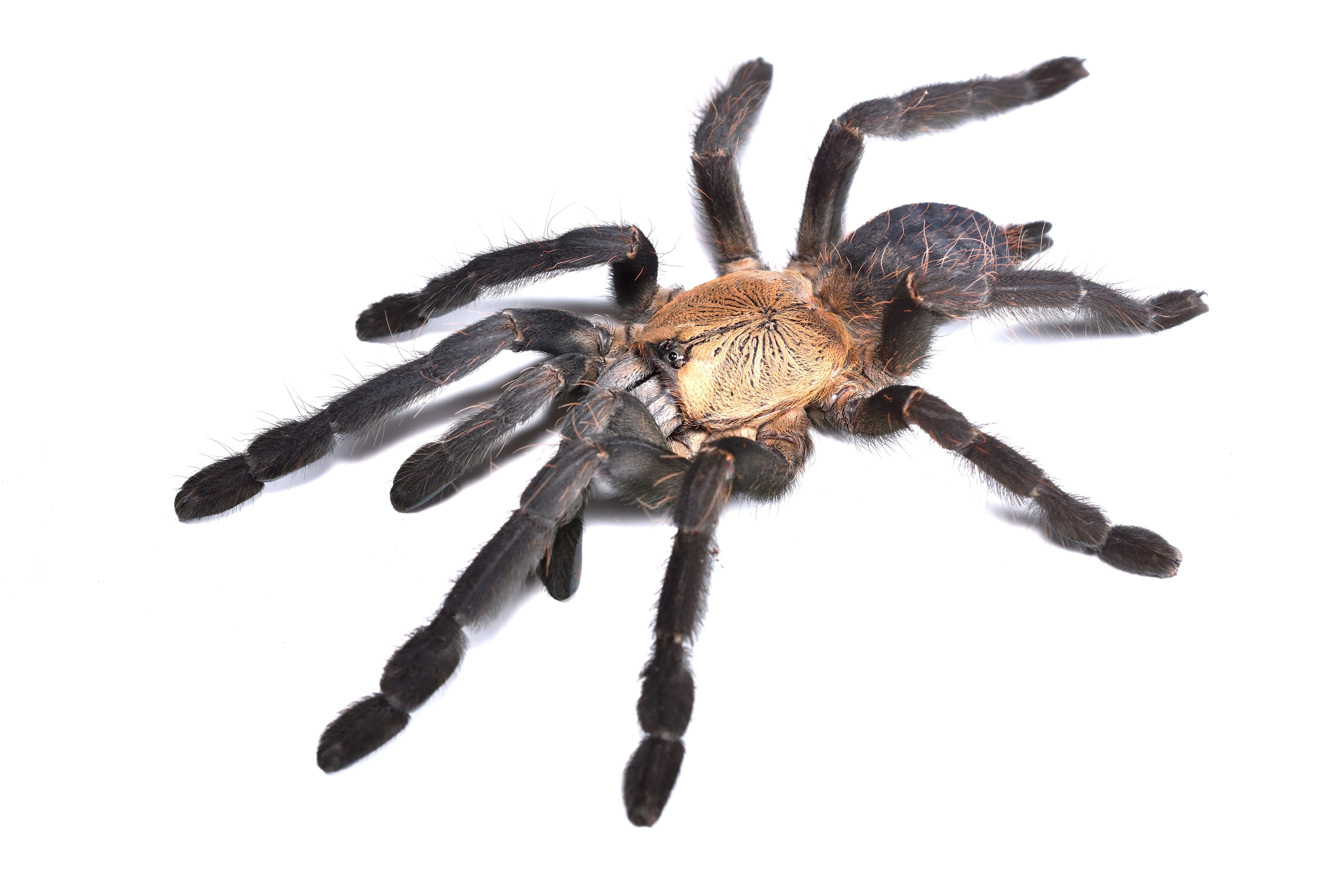 CB 1-2cm Purple Earth Tiger Tarantula