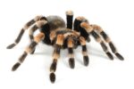 CB 2-3cm Red Knee Tarantula