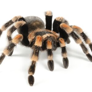 CB 2-3cm Red Knee Tarantula