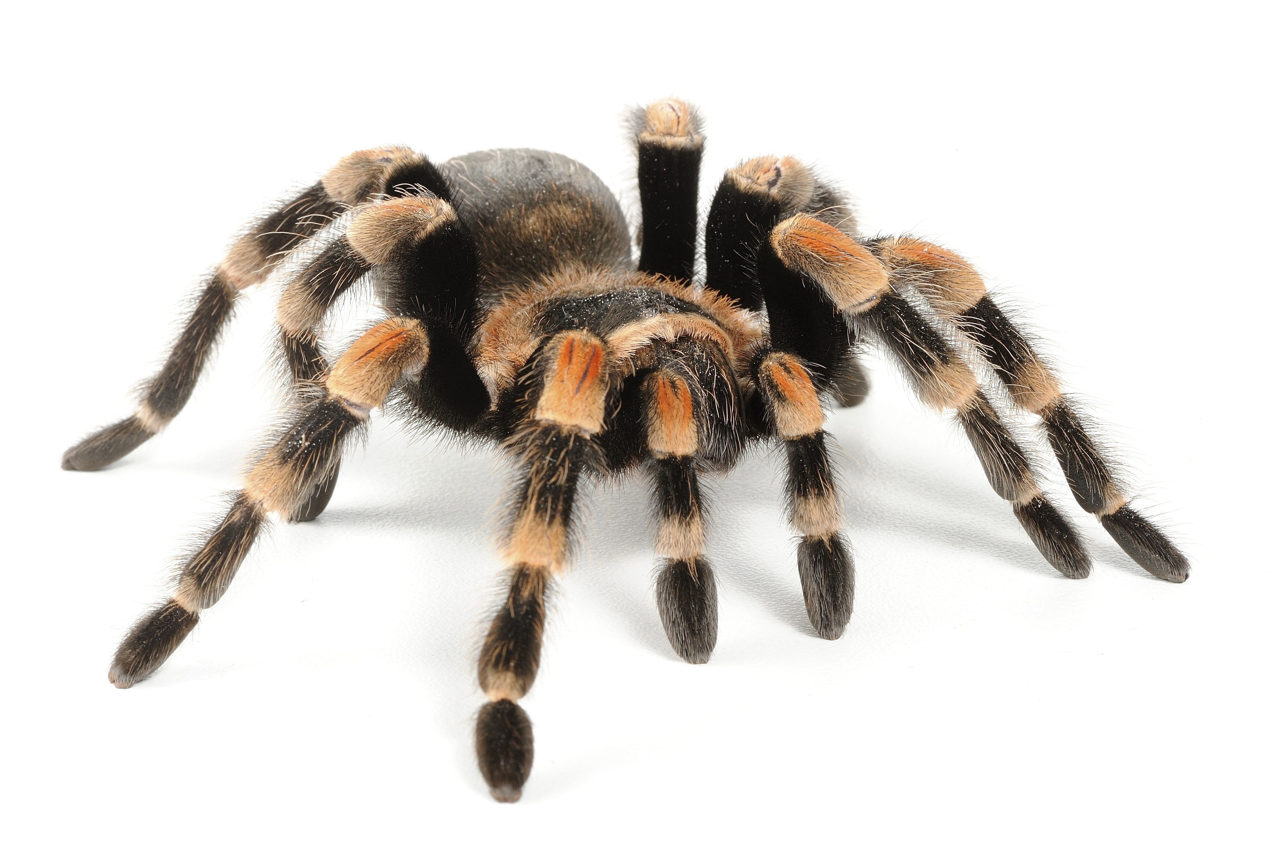 CB 2-3cm Red Knee Tarantula