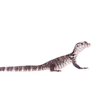 CB Timor Tree Monitor