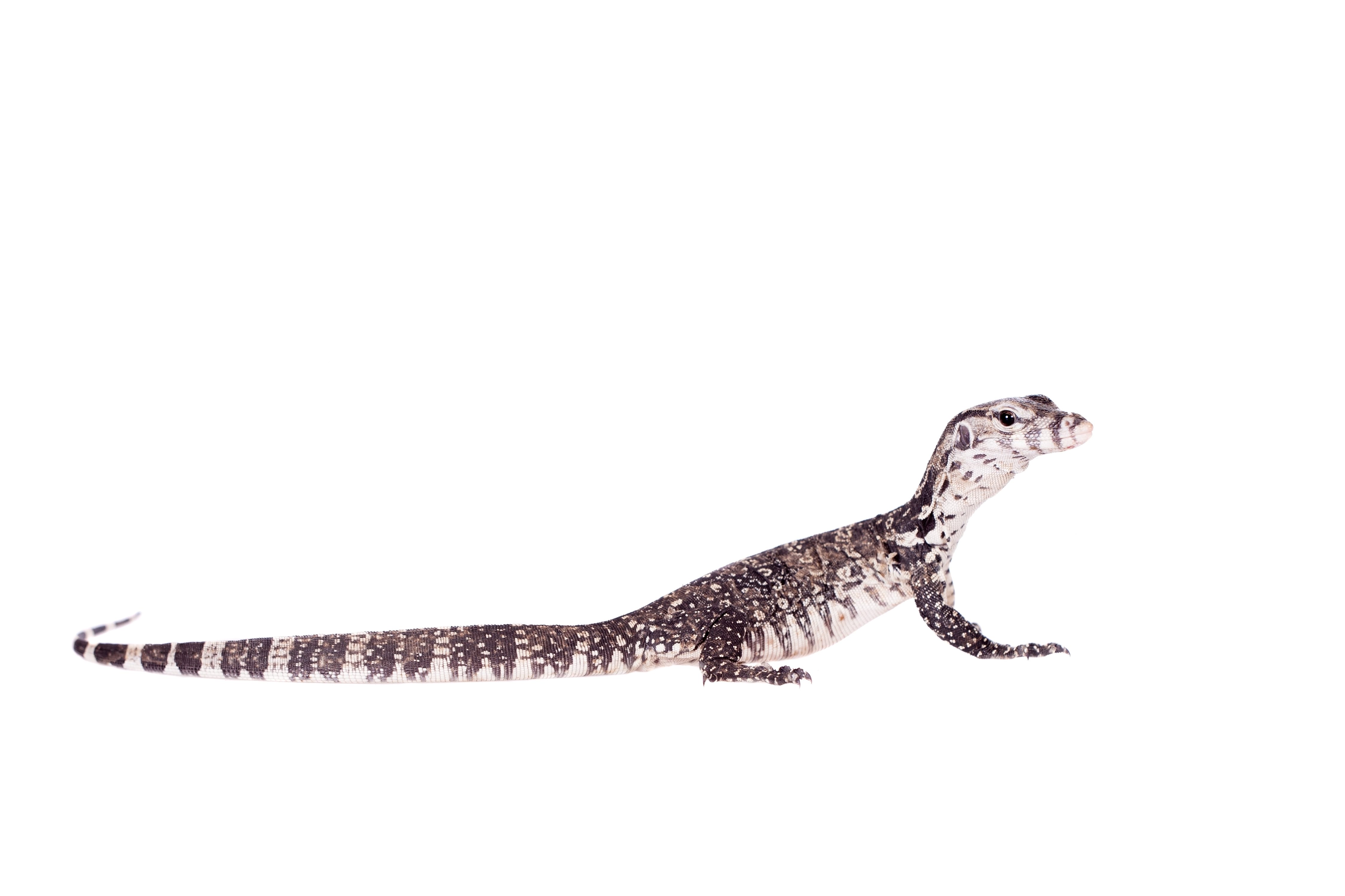 CB Timor Tree Monitor