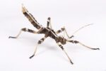 CB Sunny Stick Insect
