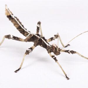 CB Sunny Stick Insect