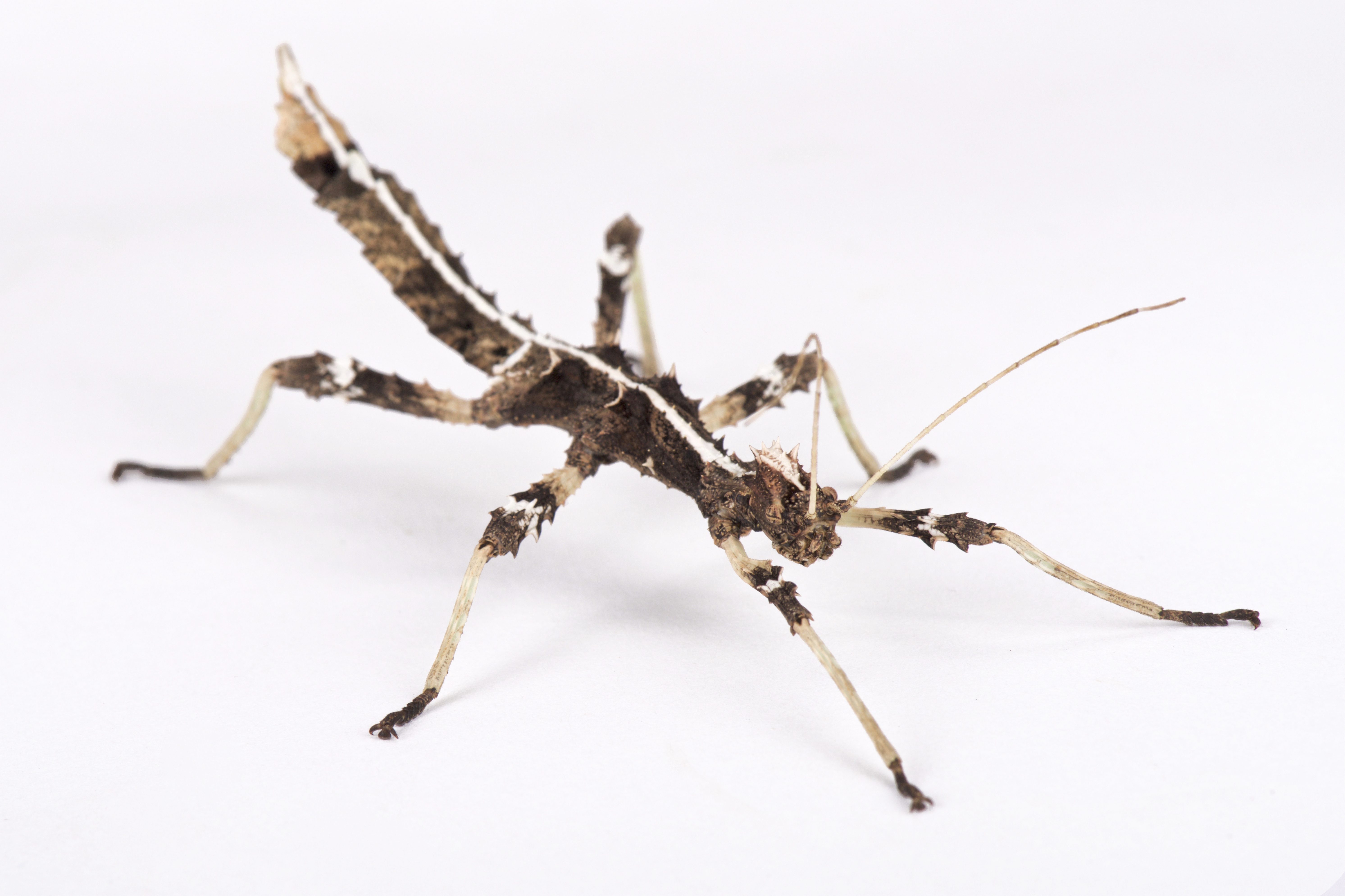 CB Sunny Stick Insect