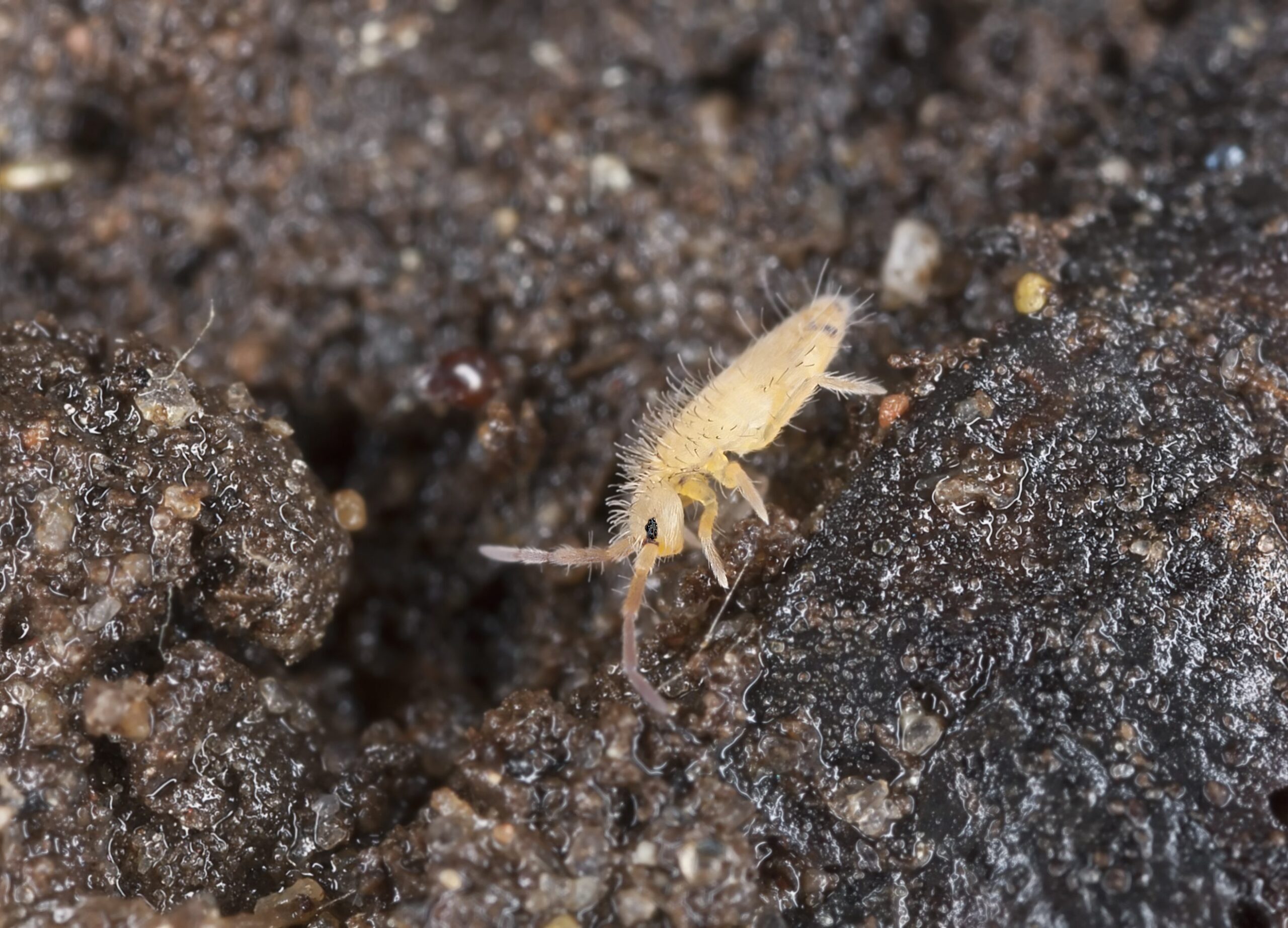 Springtails BULK